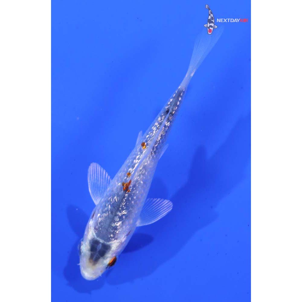 3.5” Imported Gin Rin Kujaku