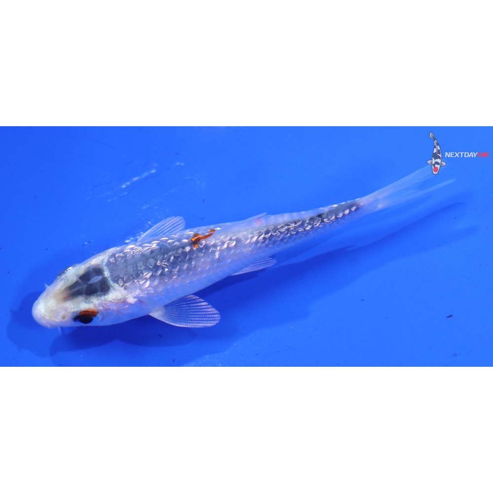 3.5” Imported Gin Rin Kujaku