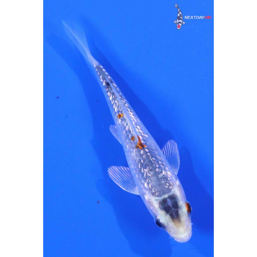 3.5” Imported Gin Rin Kujaku