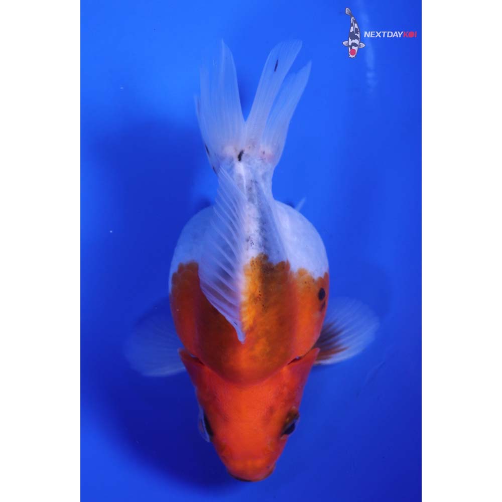 4” Imported Calico Ryukin