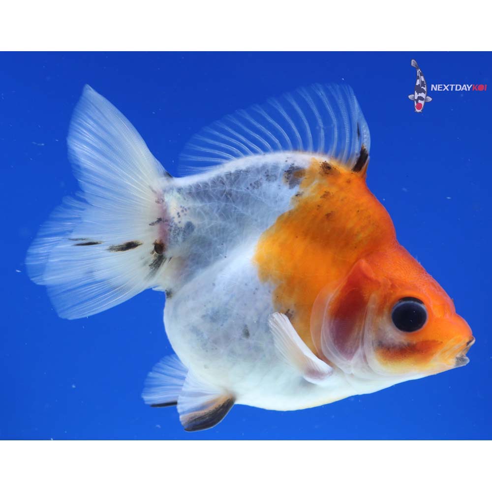 4” Imported Calico Ryukin