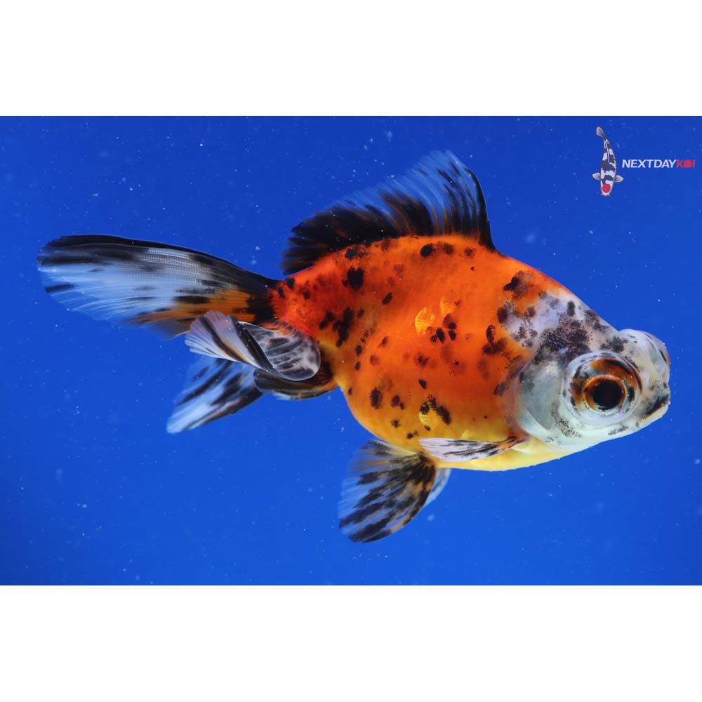 5” Imported Calico Telescope Fantail