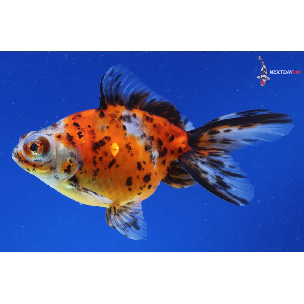 5” Imported Calico Telescope Fantail