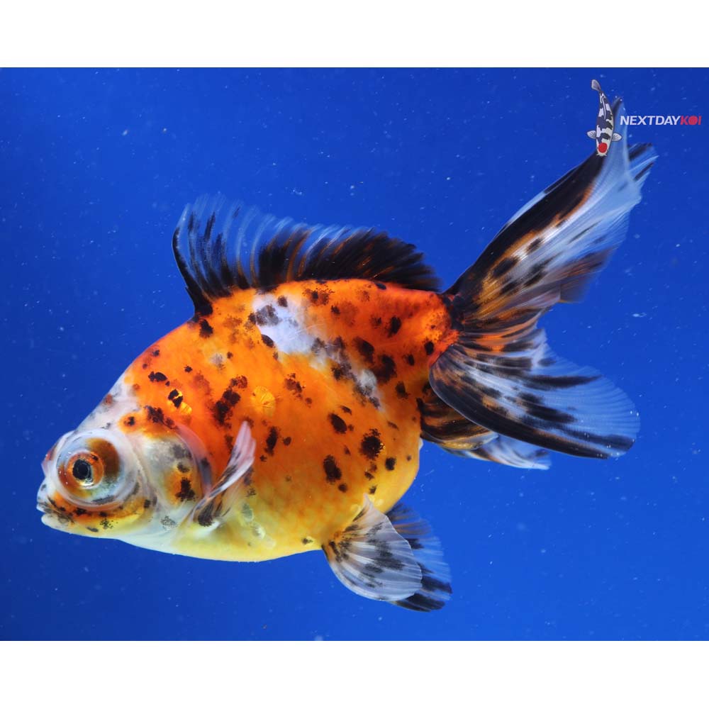 5” Imported Calico Telescope Fantail