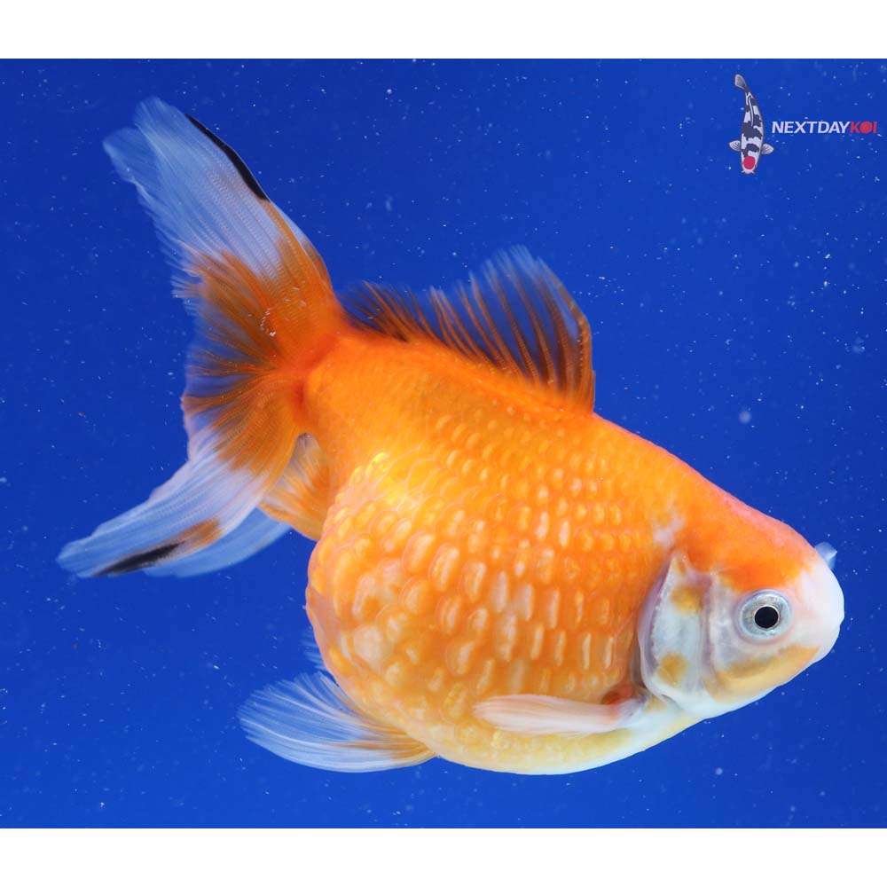 5” Imported Red and White Pearlscale