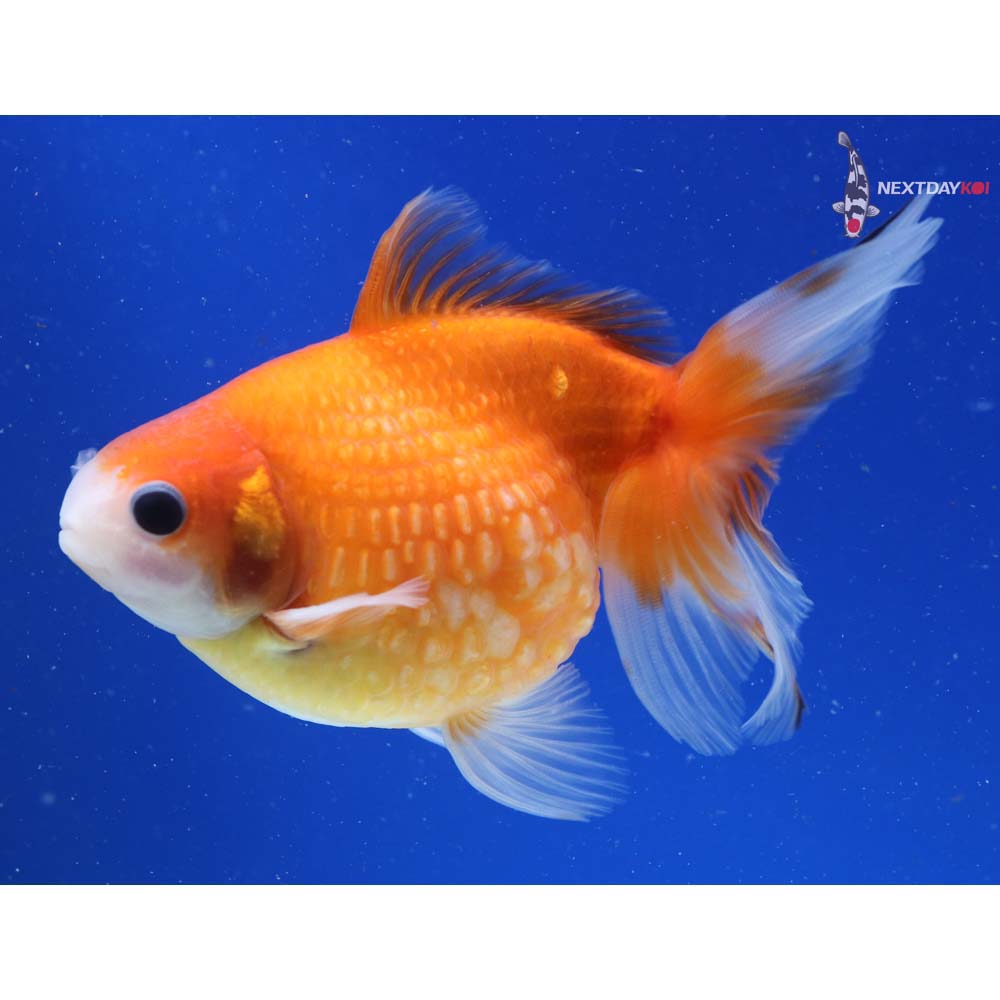 5” Imported Red and White Pearlscale