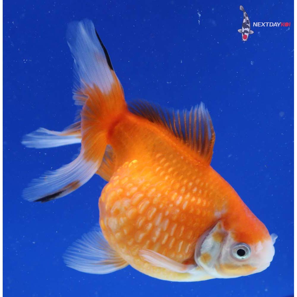 5” Imported Red and White Pearlscale