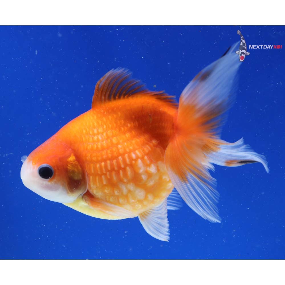 5” Imported Red and White Pearlscale