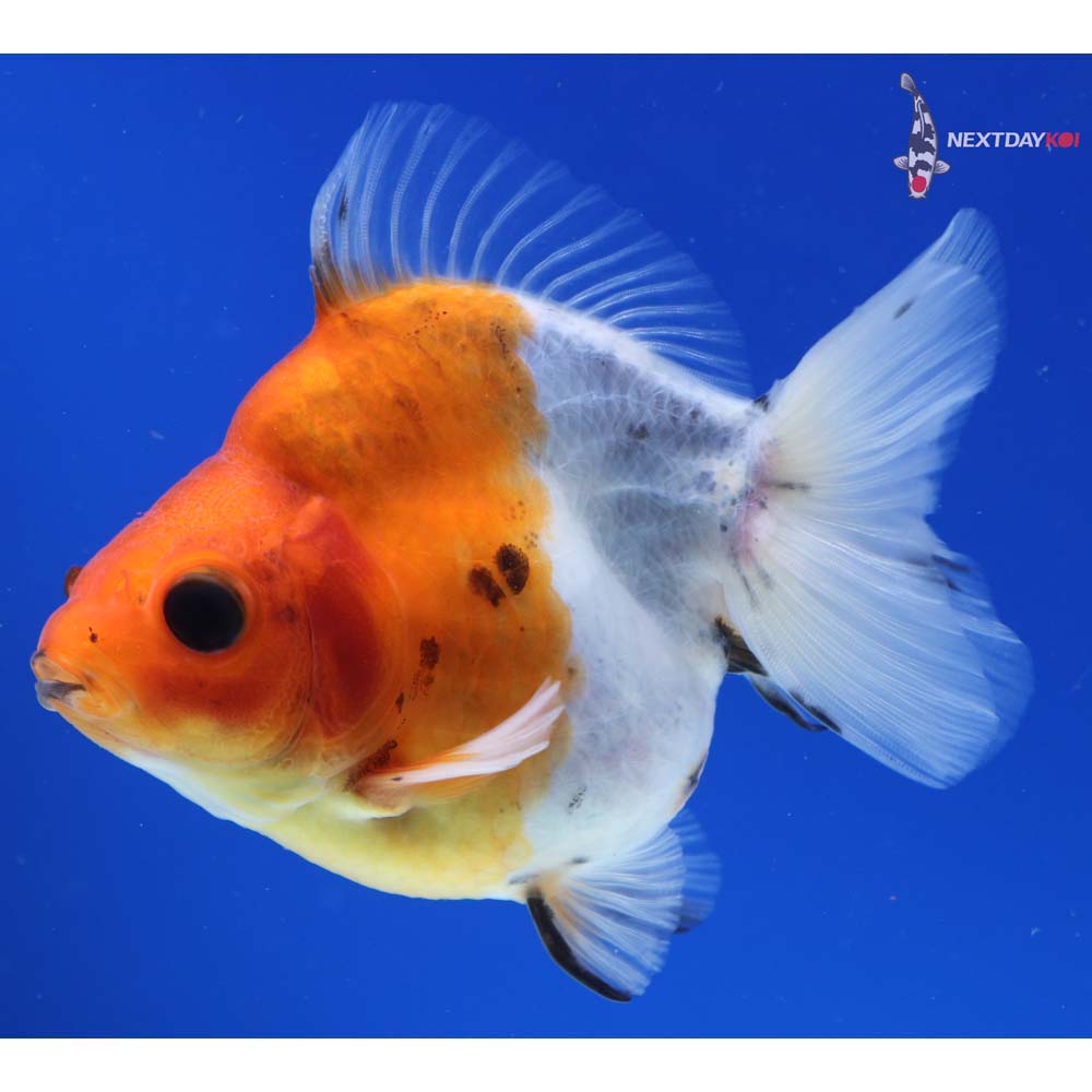 4” Imported Calico Ryukin