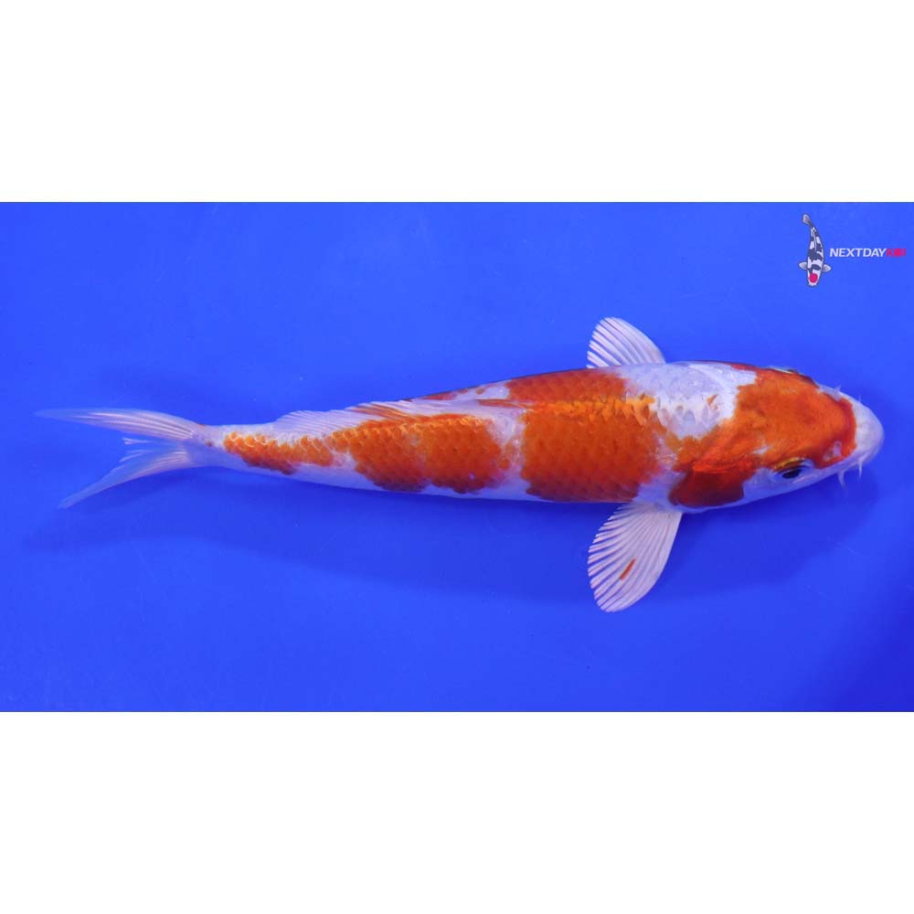 6.5” Imported Hariwake