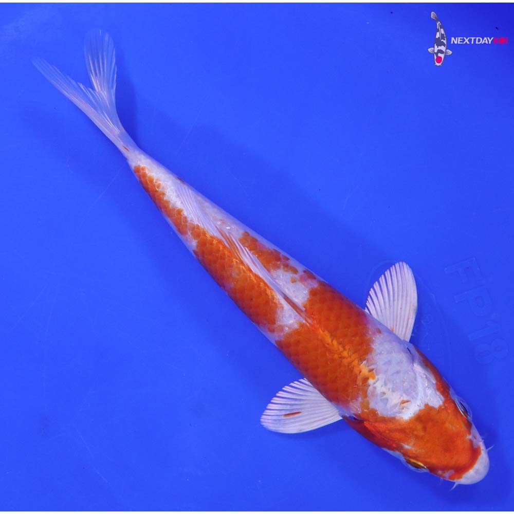 6.5” Imported Hariwake