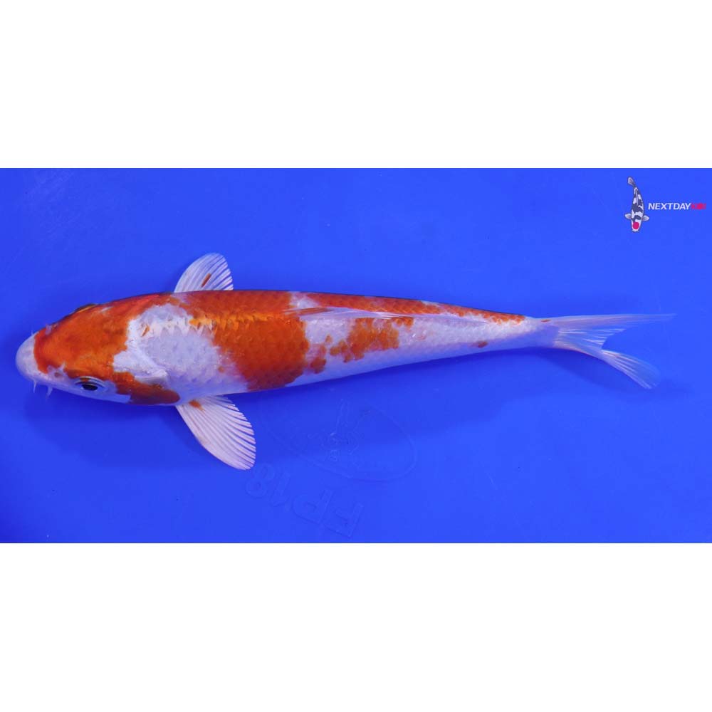 6.5” Imported Hariwake