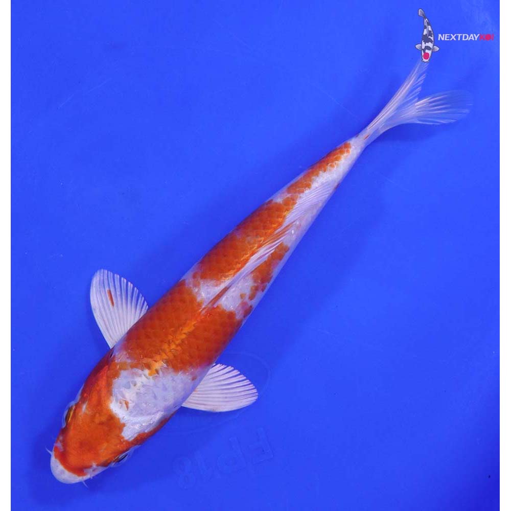 6.5” Imported Hariwake