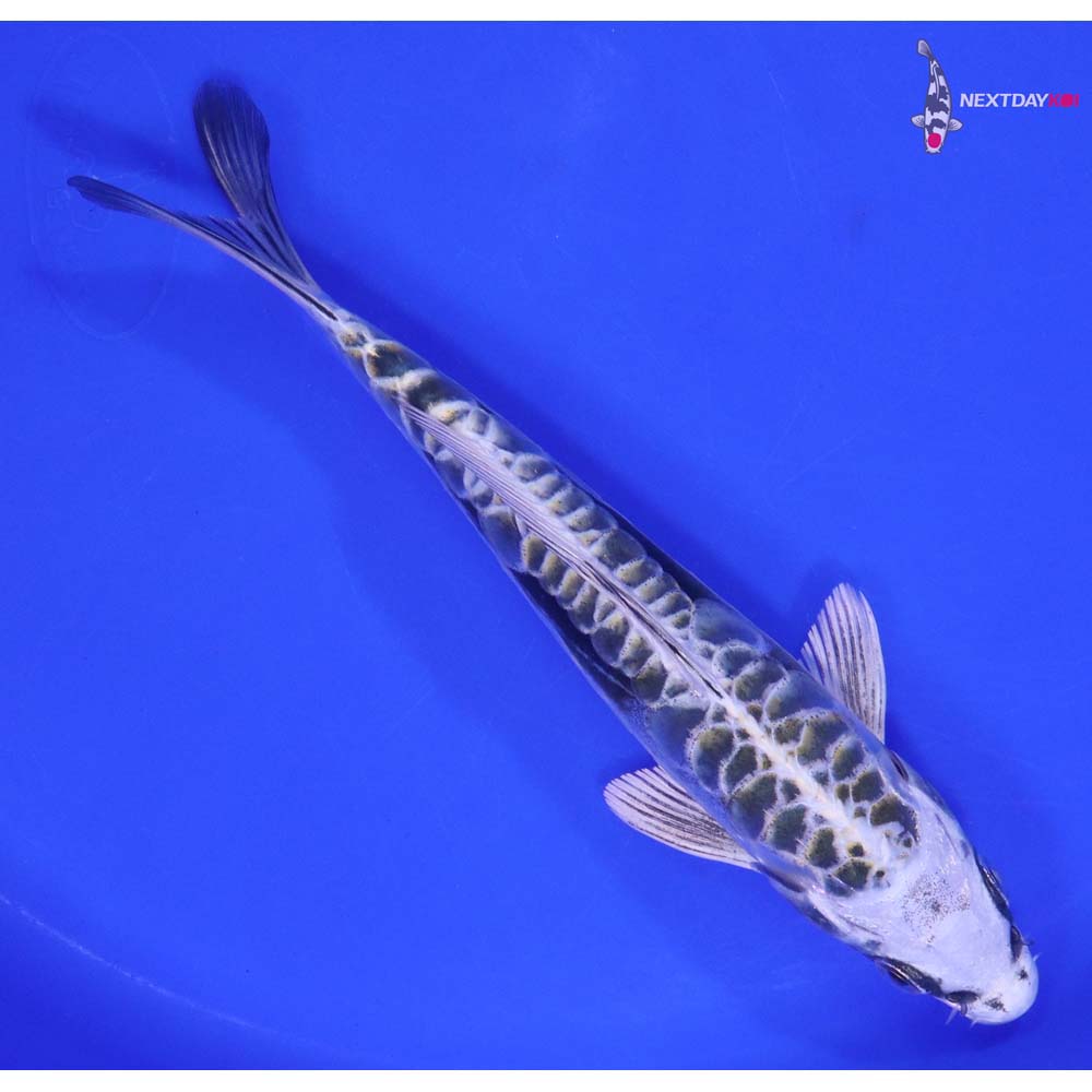 7” Imported Kikokuryu