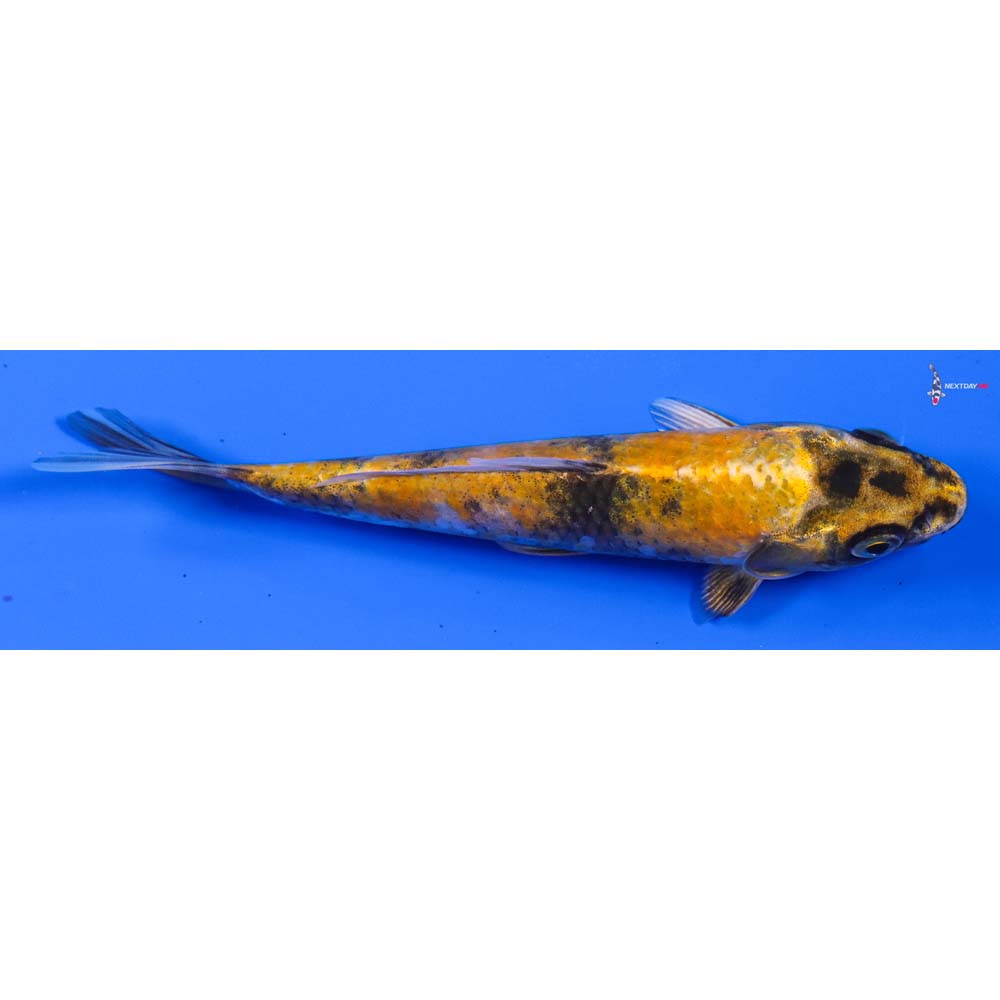 6” Imported Kin Ki Showa