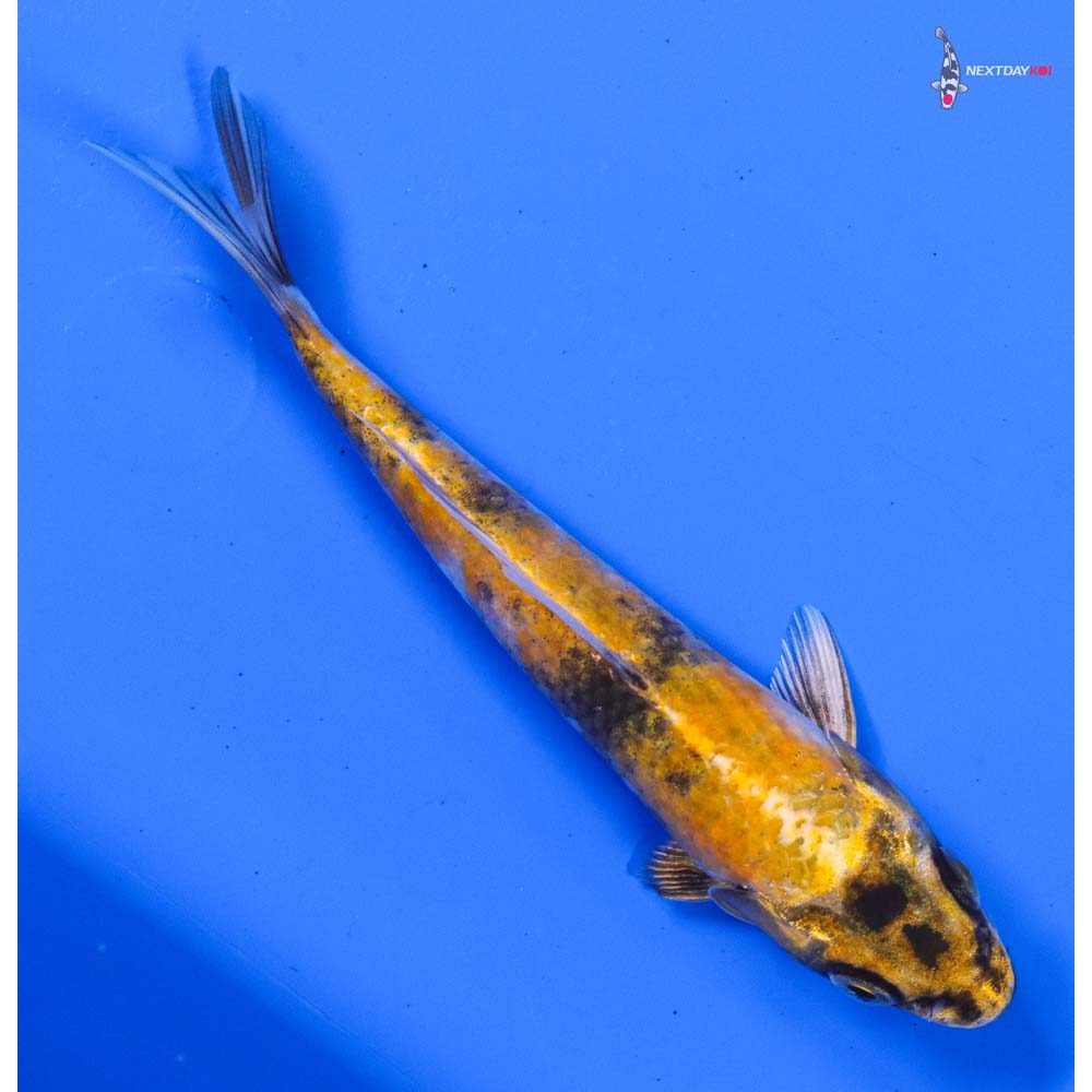 6” Imported Kin Ki Showa