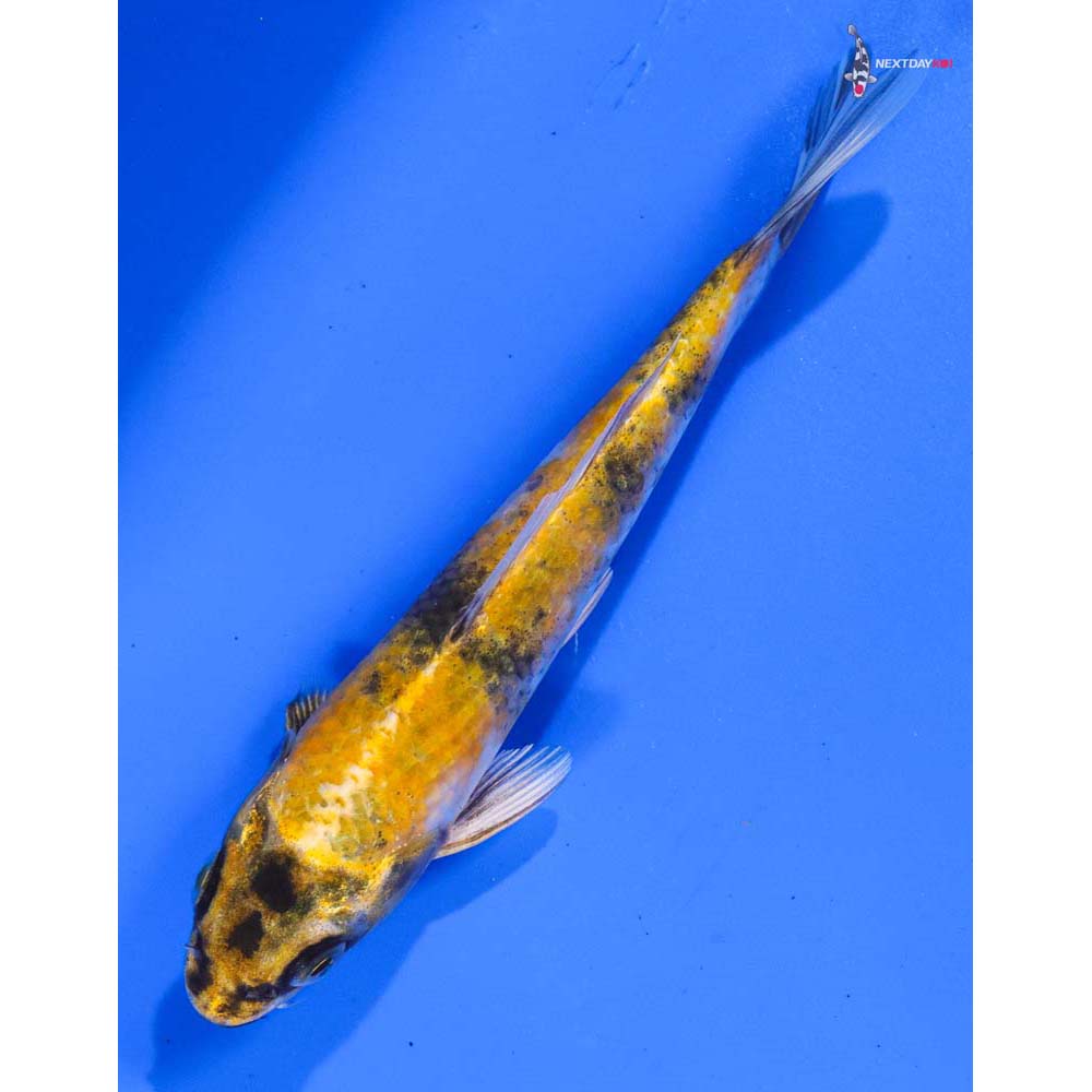 6” Imported Kin Ki Showa