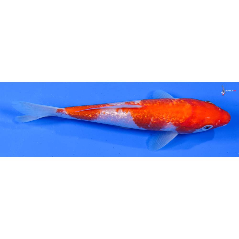 6” Imported Gin Rin Kohaku