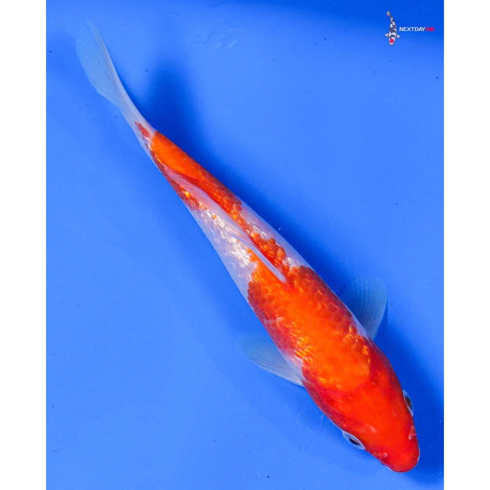 6” Imported Gin Rin Kohaku