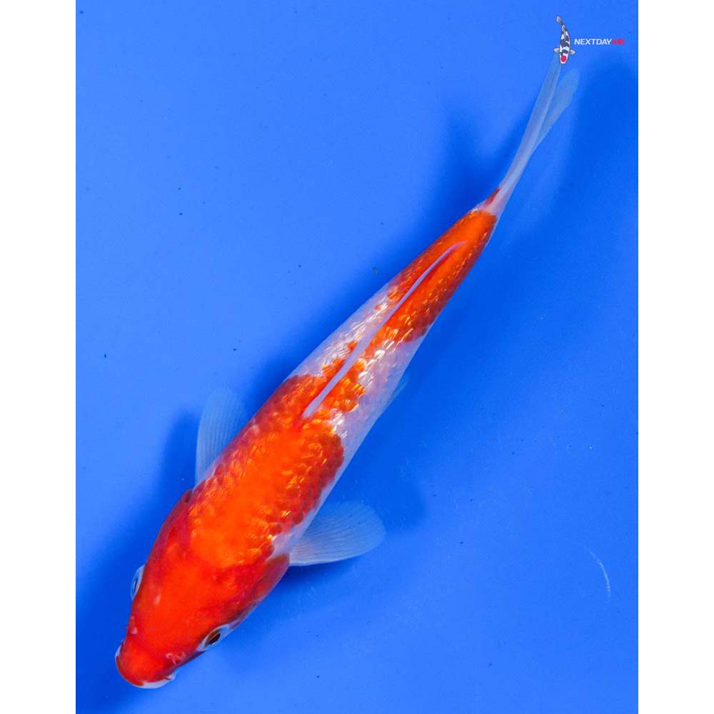 6” Imported Gin Rin Kohaku
