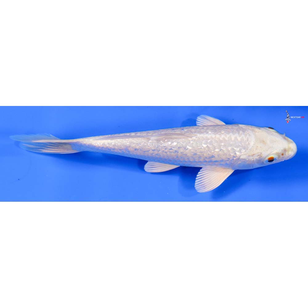 6” Imported Gin Rin Platinum Ogon