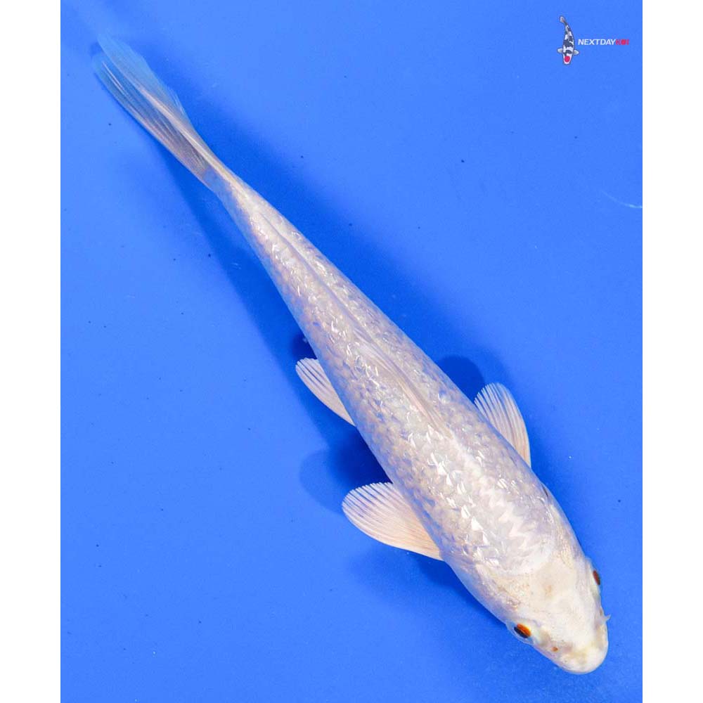 6” Imported Gin Rin Platinum Ogon