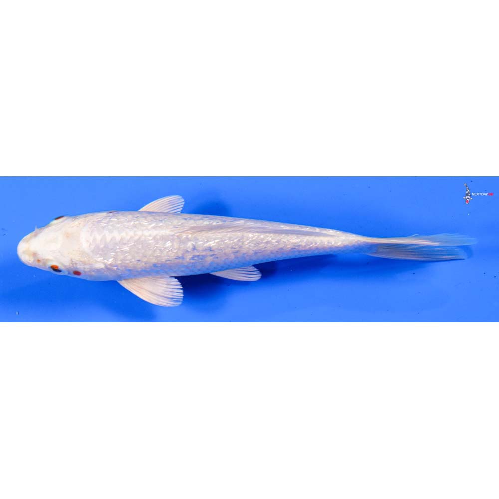 6” Imported Gin Rin Platinum Ogon