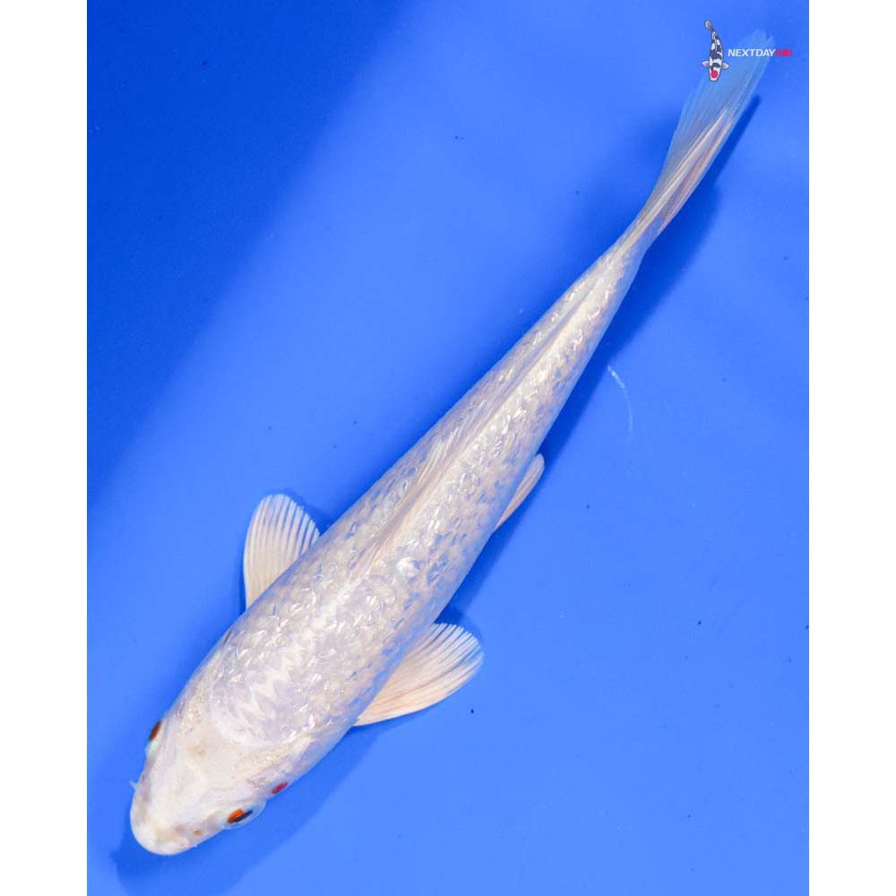 6” Imported Gin Rin Platinum Ogon