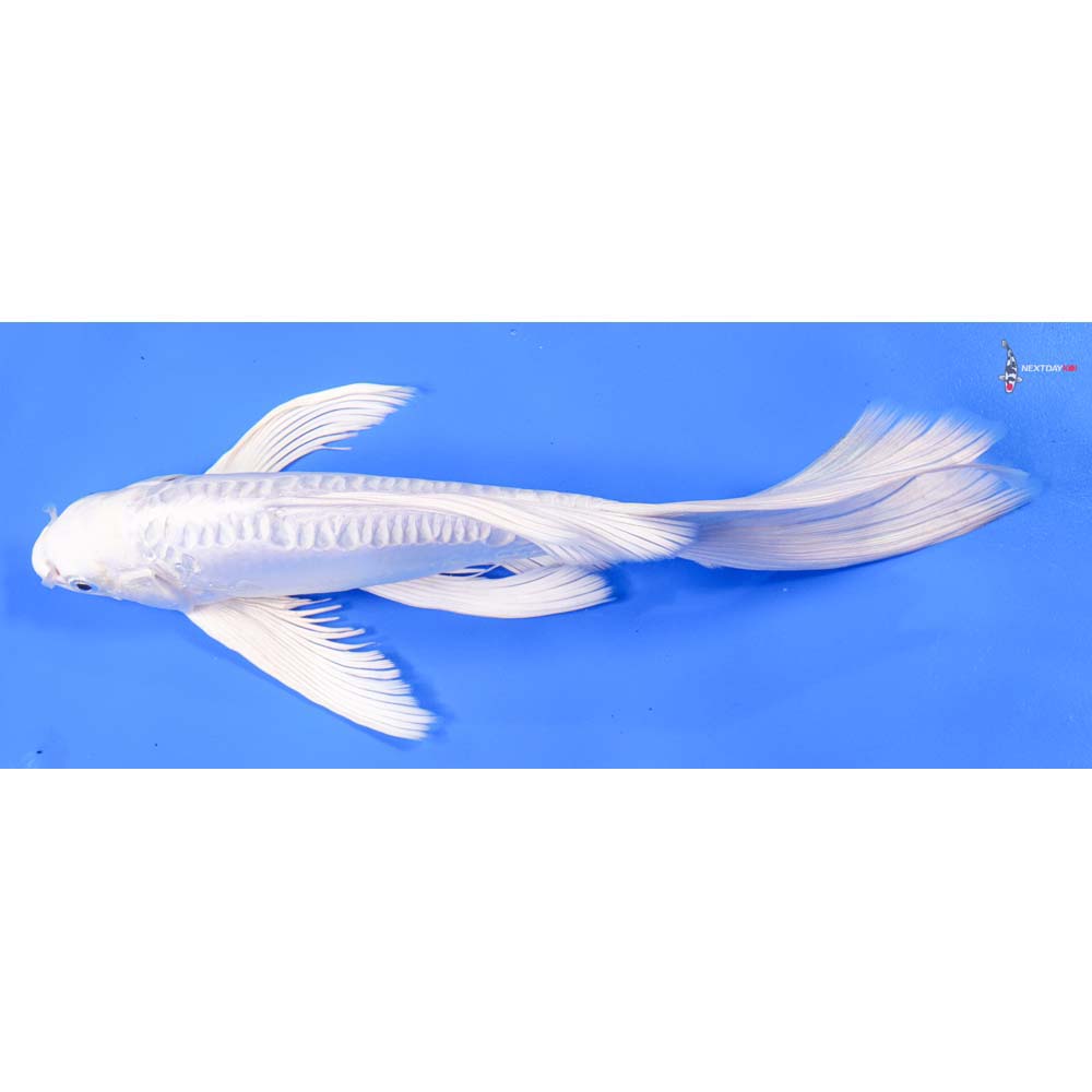 11” Imported Doitsu Platinum Ogon Butterfly Koi
