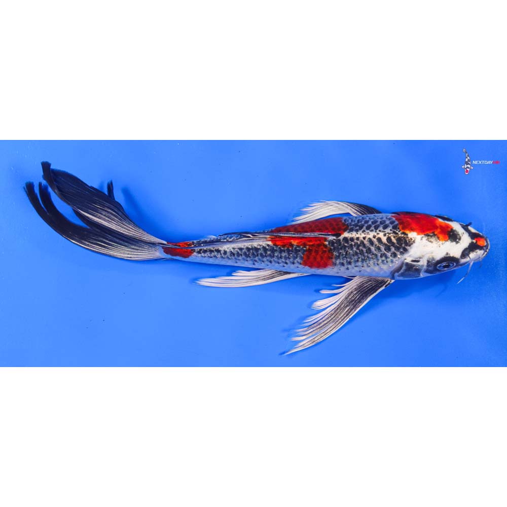 11” Imported Kujaku Butterfly Koi