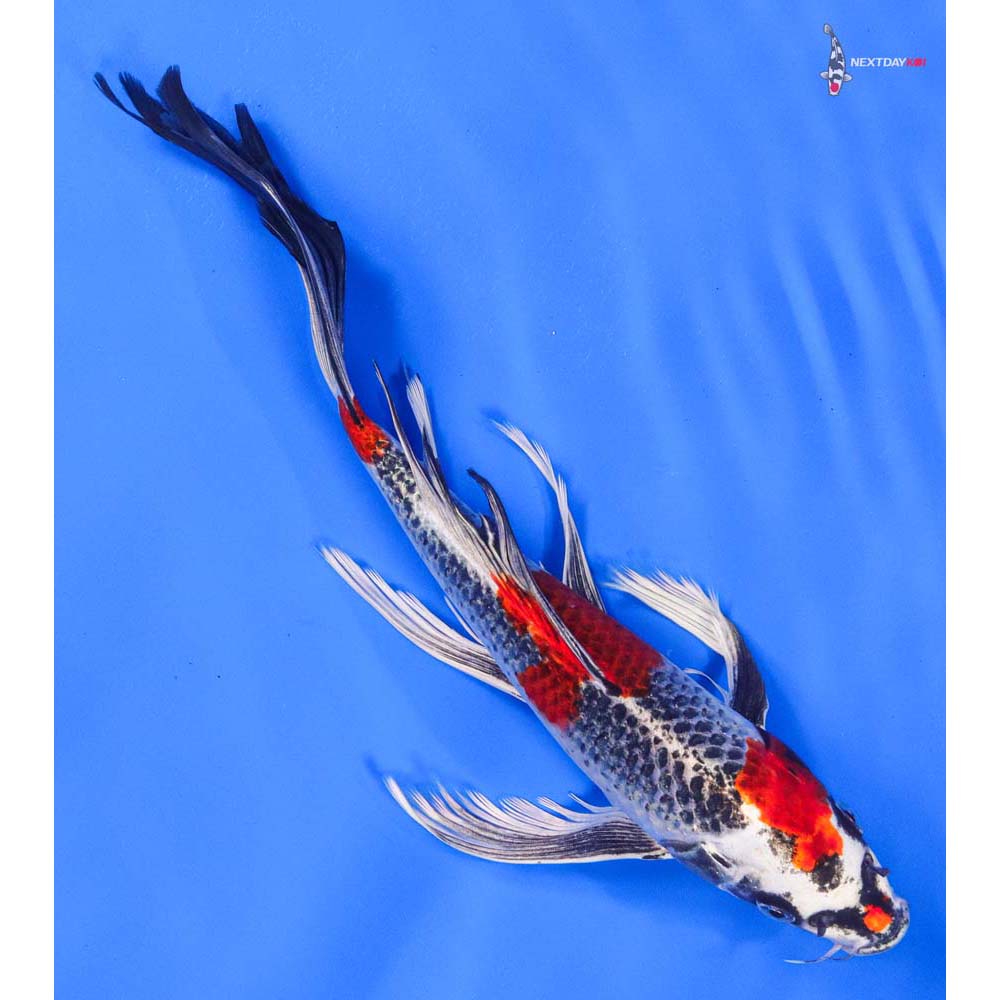 11” Imported Kujaku Butterfly Koi