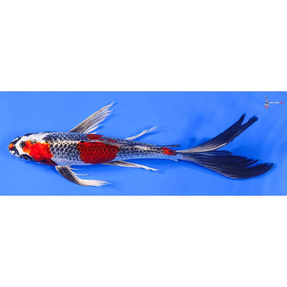 11” Imported Kujaku Butterfly Koi