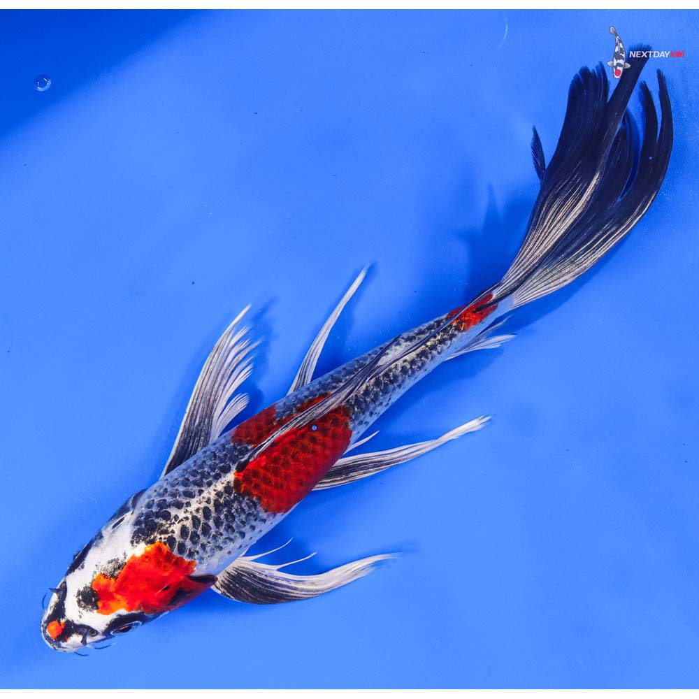 11” Imported Kujaku Butterfly Koi