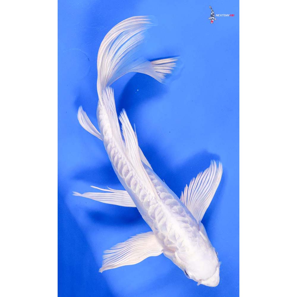 10” Imported Doitsu Platinum Ogon Butterfly Koi