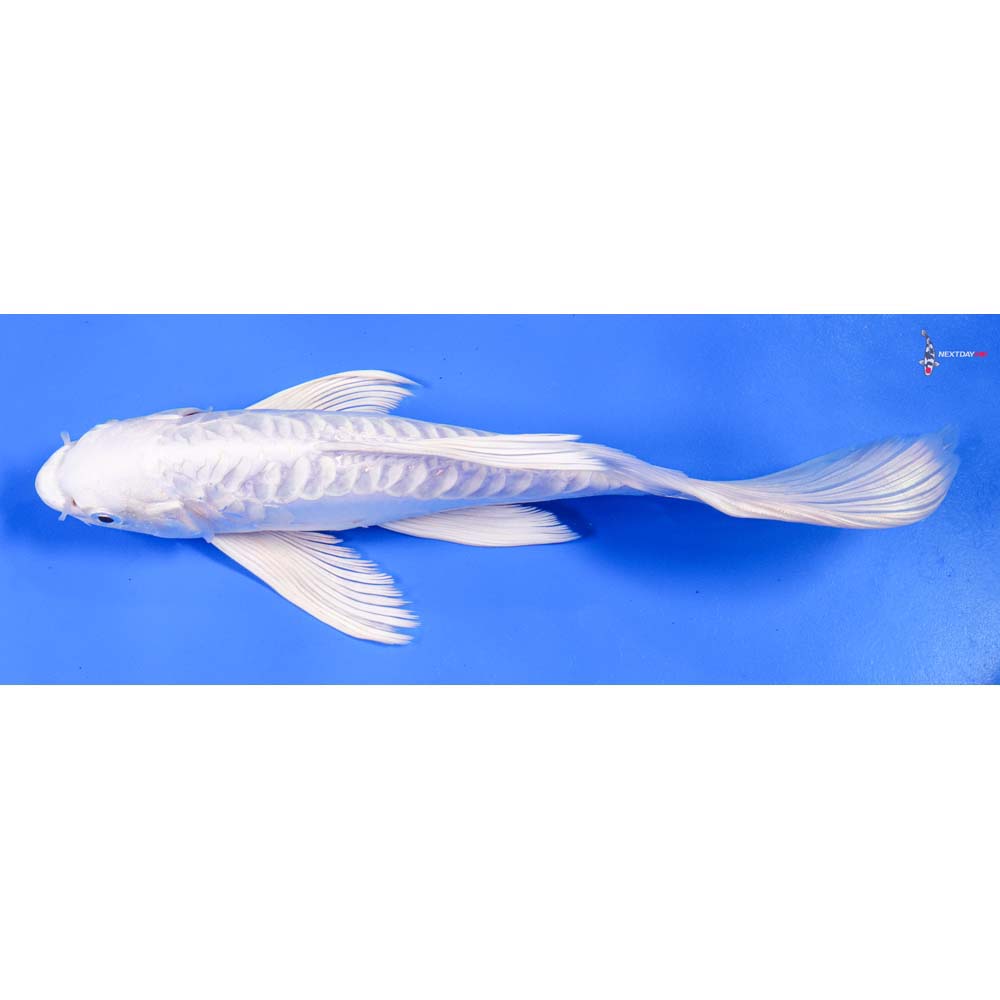 10” Imported Doitsu Platinum Ogon Butterfly Koi