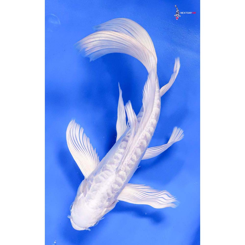 10” Imported Doitsu Platinum Ogon Butterfly Koi