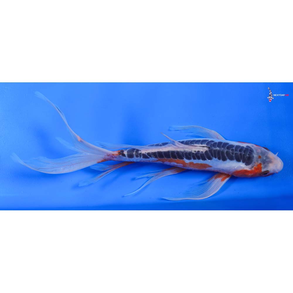 11” Imported Shusui Butterfly Koi