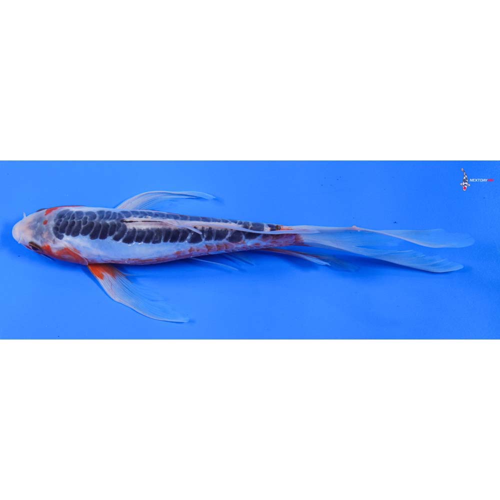 11” Imported Shusui Butterfly Koi