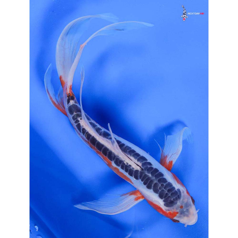 11” Imported Shusui Butterfly Koi