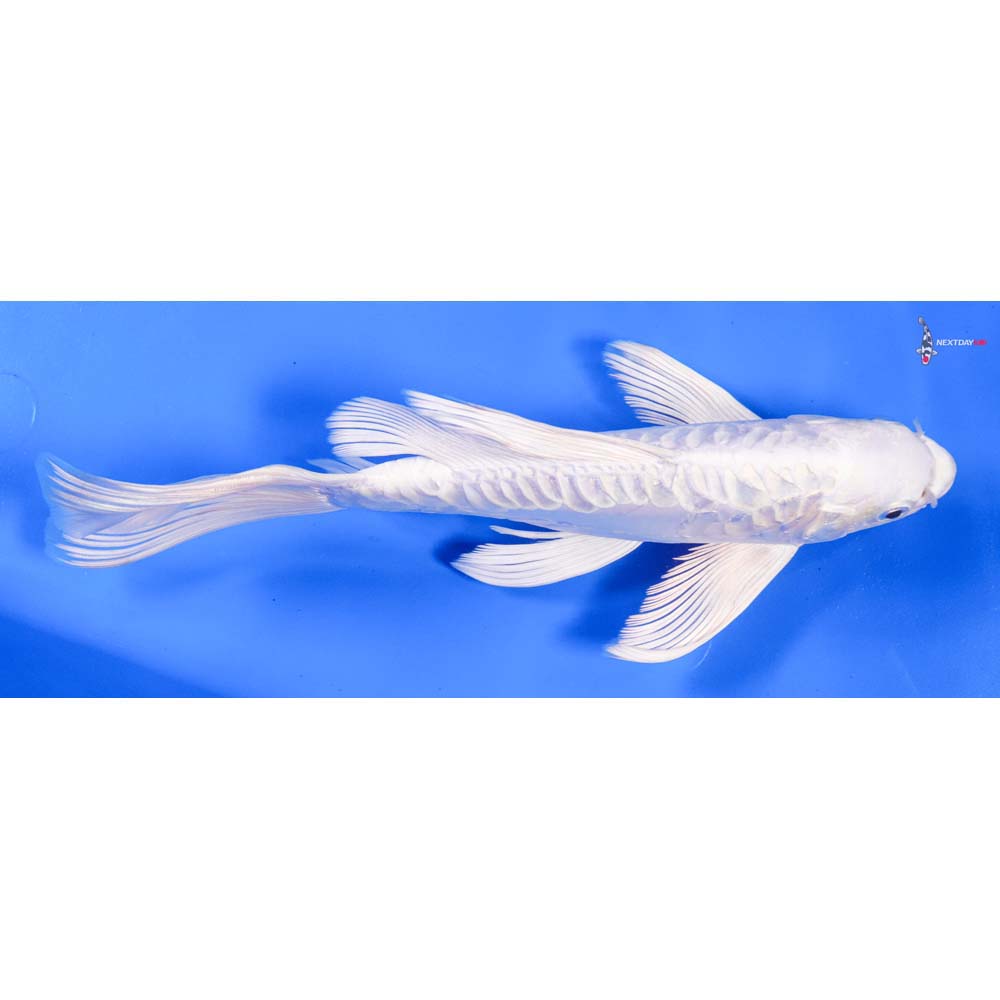 10” Imported Doitsu Platinum Ogon Butterfly Koi