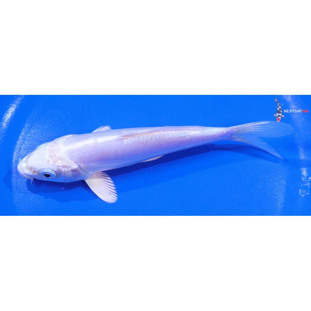 5.5” Imported Doitsu Platinum Ogon