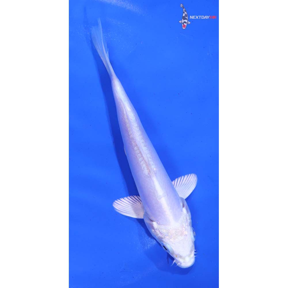 5.5” Imported Doitsu Platinum Ogon