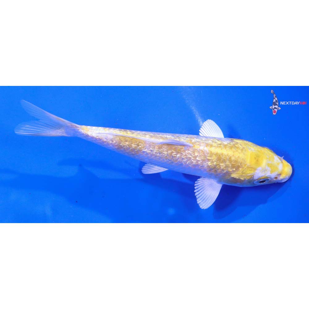 5.5” Imported Gin Rin Lemon Hariwake