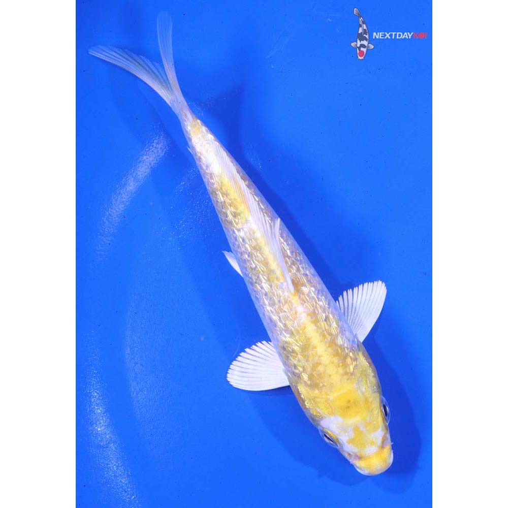 5.5” Imported Gin Rin Lemon Hariwake
