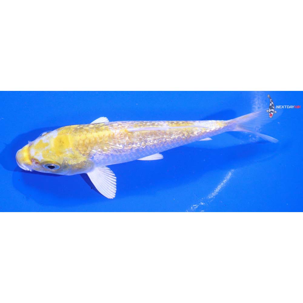 5.5” Imported Gin Rin Lemon Hariwake