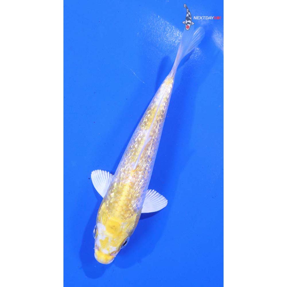 5.5” Imported Gin Rin Lemon Hariwake