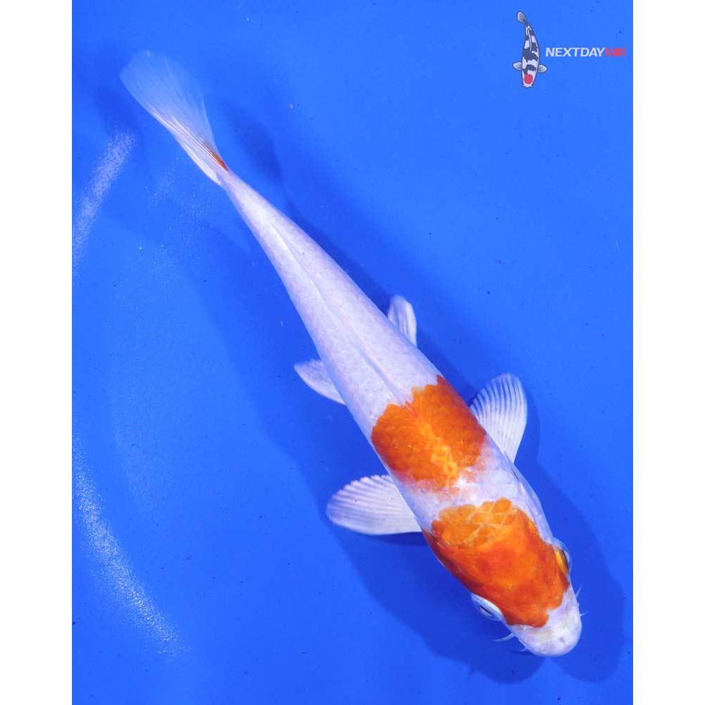 5.5” Imported Hariwake