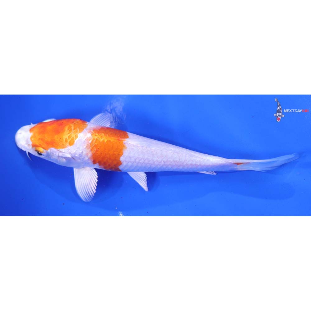 5.5” Imported Hariwake