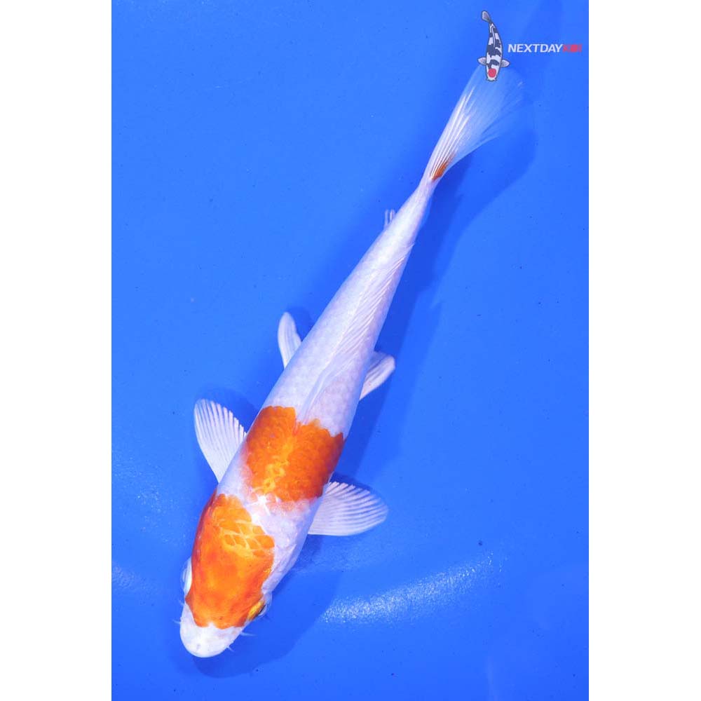 5.5” Imported Hariwake