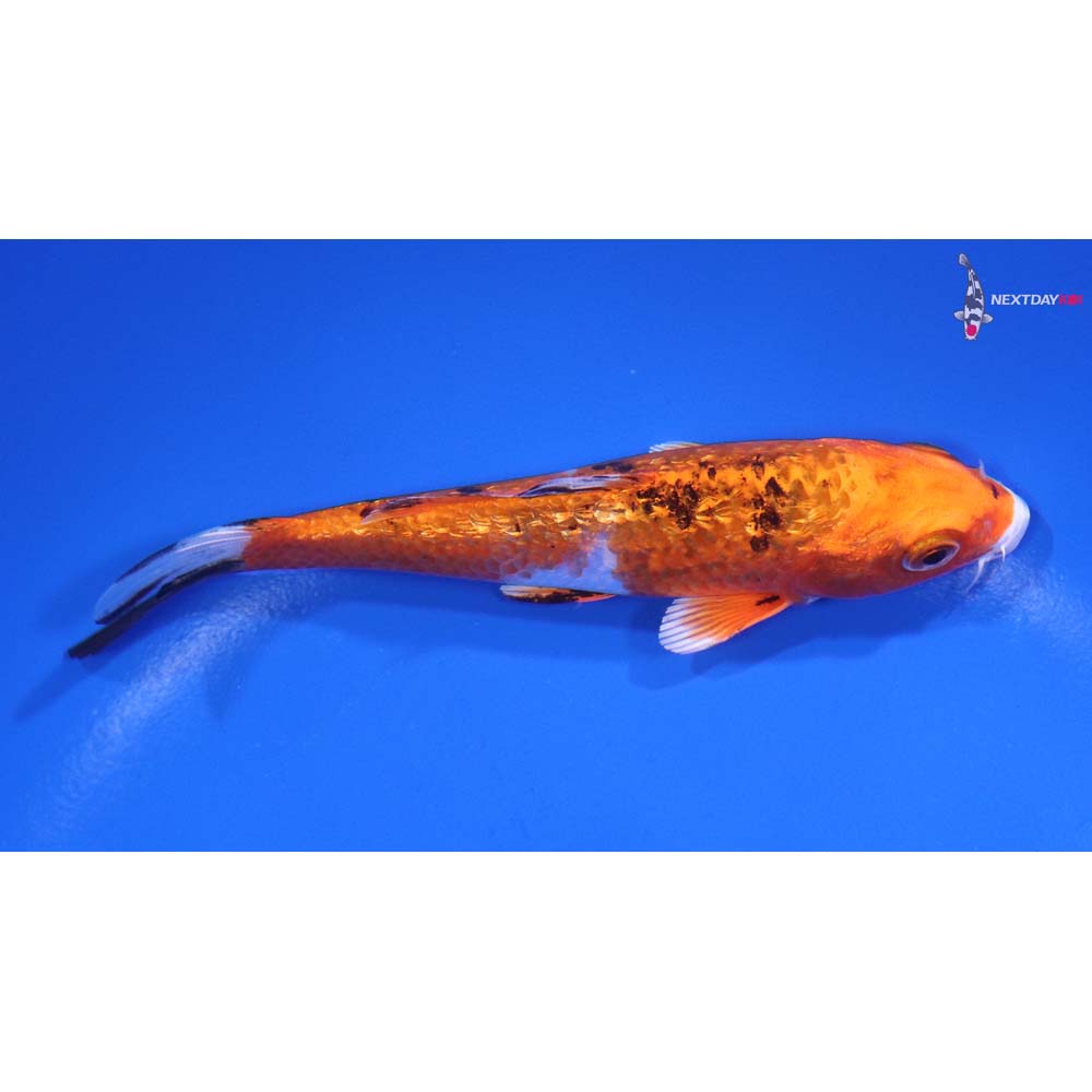 4.5” Imported Gin Rin Yamato Nishiki